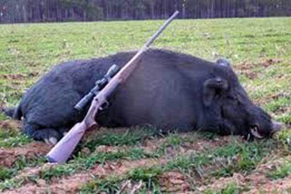 گرازها را نکشید، پلنگ ها می میرند