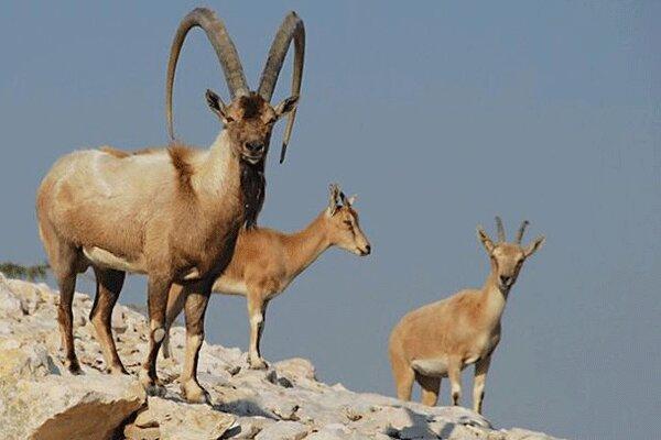 جوامع محلی در حفاظت از کل و بزها موثرند