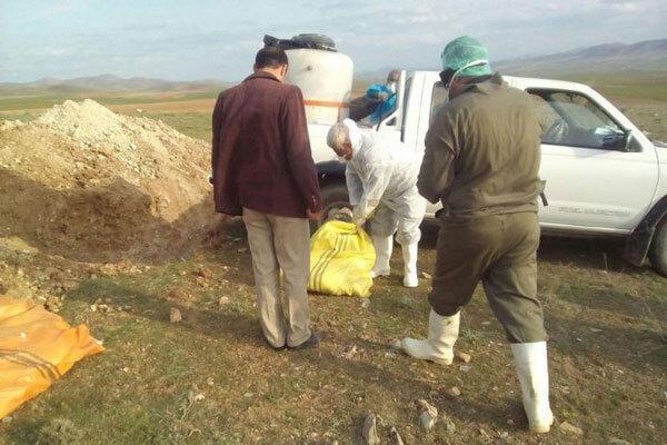 معدوم سازی 41 تن خوراک دام آلوده در آذربایجان شرقی