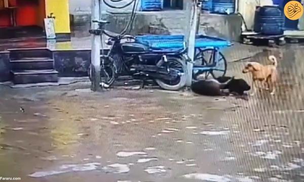 یک سگ جانش را فدا کرد تا دوستش را از برق گرفتگی نجات دهد