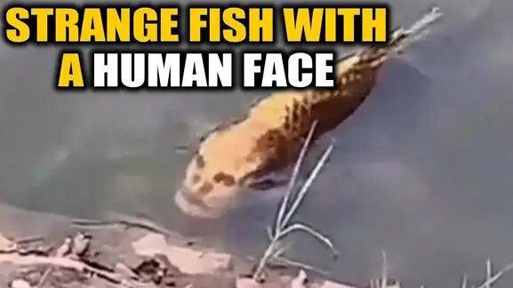 شکار یک ماهی عجیب با صورت انسان!، فیلم