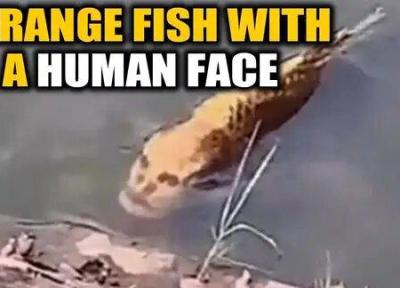 شکار یک ماهی عجیب با صورت انسان!، فیلم